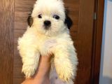 Üst Kalite Saf Kan Shihtzu Yavrularımız Için Acele Ediniz