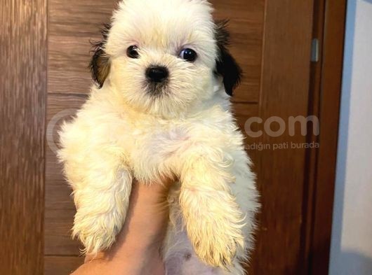 Üst Kalite Saf Kan Shihtzu Yavrularımız Için Acele Ediniz görsel