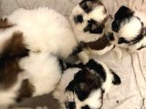 Üst Kalite Saf Kan Shihtzu Yavrularımız Için Acele Ediniz