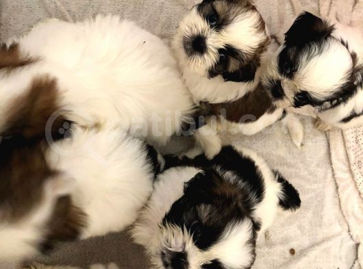 Üst Kalite Saf Kan Shihtzu Yavrularımız Için Acele Ediniz görsel