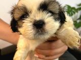 Üst Kalite Saf Kan Shihtzu Yavrularımız Için Acele Ediniz