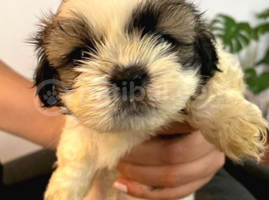 Üst Kalite Saf Kan Shihtzu Yavrularımız Için Acele Ediniz