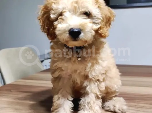 Bu Fi̇yata Bu Bebeği̇ Bulamazsiniz görsel