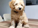 Bu Fi̇yata Bu Bebeği̇ Bulamazsiniz