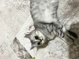 3 Aylık British Shorthair Yavrular