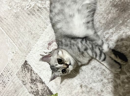 3 Aylık British Shorthair Yavrular