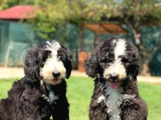 Bernedoodle Ve Sheepadoodle Yavrularımız görsel