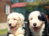 Bobtail Muhteşem Old English Sheperd Dog