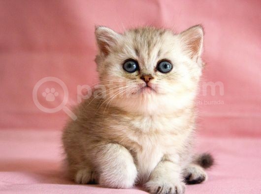 British Silver Point Short Hair Yavrularimiz