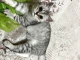 3 Aylık British Shorthair Yavrular