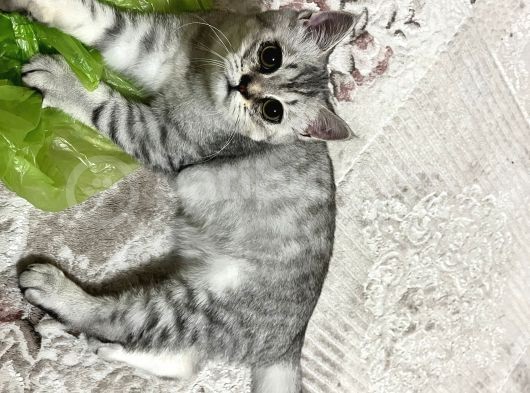 3 Aylık British Shorthair Yavrular görsel