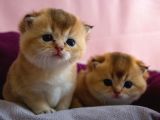 Üst Düzey Kali̇te Scottish Fold Ny11