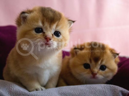 Üst Düzey Kali̇te Scottish Fold Ny11 görsel