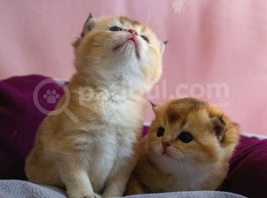 Üst Düzey Kali̇te Scottish Fold Ny11 görsel