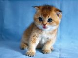 A+ Kali̇tedeki̇ Scottish Fold Ny11