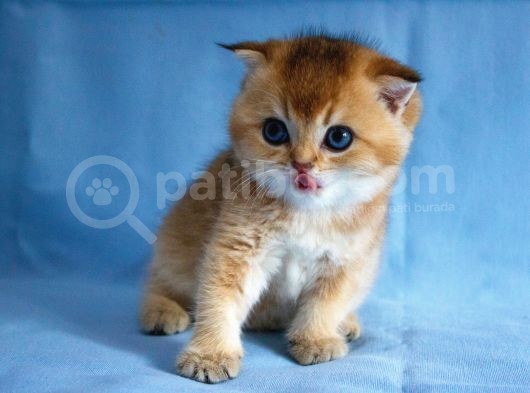 A+ Kali̇tedeki̇ Scottish Fold Ny11 görsel