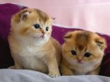 Üst Düzey Kali̇te Scottish Fold Ny11