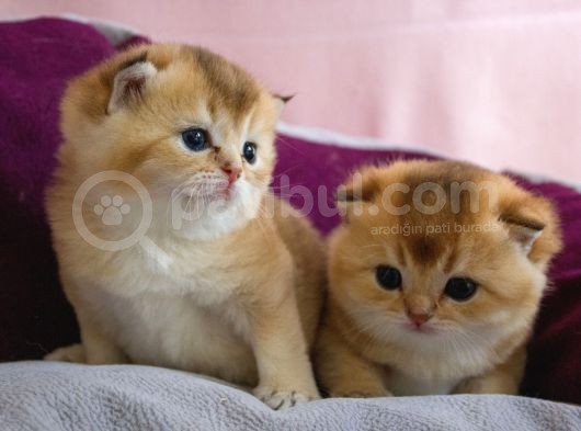 Üst Düzey Kali̇te Scottish Fold Ny11 görsel