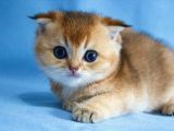 A+ Kali̇tedeki̇ Scottish Fold Ny11
