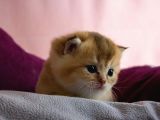 Üst Düzey Kali̇te Scottish Fold Ny11