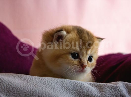 Üst Düzey Kali̇te Scottish Fold Ny11 görsel