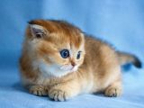 A+ Kali̇tedeki̇ Scottish Fold Ny11