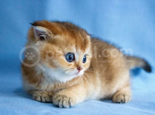 A+ Kali̇tedeki̇ Scottish Fold Ny11 görsel