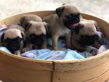 Pug Mops Erkek Bebekler Üst Kali̇te