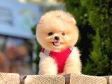 Safkan Teddy Face Pomeranian Boo Yavruları