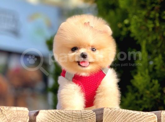 Safkan Teddy Face Pomeranian Boo Yavruları