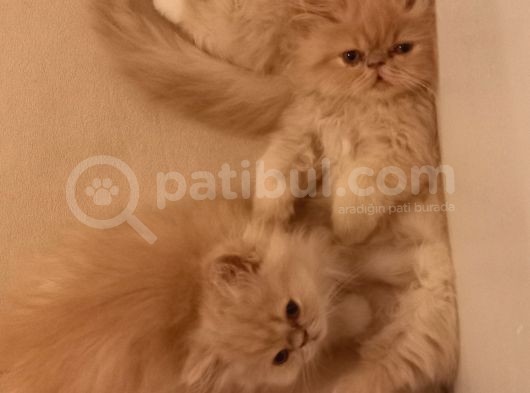 Safkan İran Yavrusu görsel