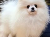 Kore Kani Pomerani̇an Boo