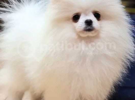 Kore Kani Pomerani̇an Boo görsel