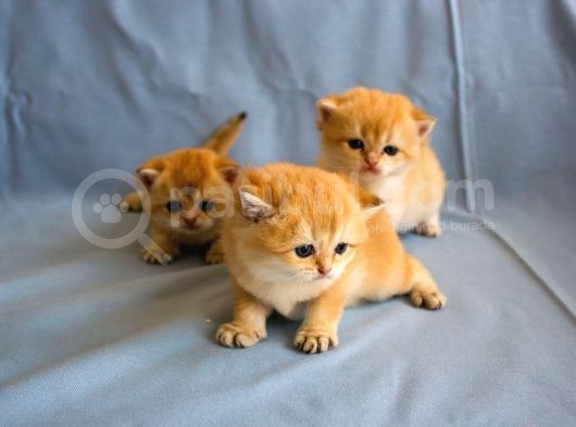 British Golden Ny12 Short Hair Yavrularimiz görsel