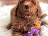 Labradoodle Nadir Hypoallerjenik Tüy Dökmeyen