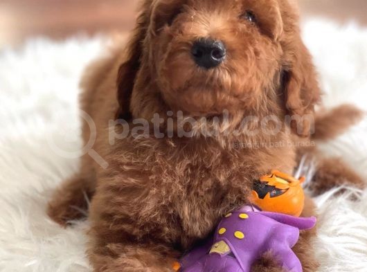 Labradoodle Nadir Hypoallerjenik Tüy Dökmeyen görsel