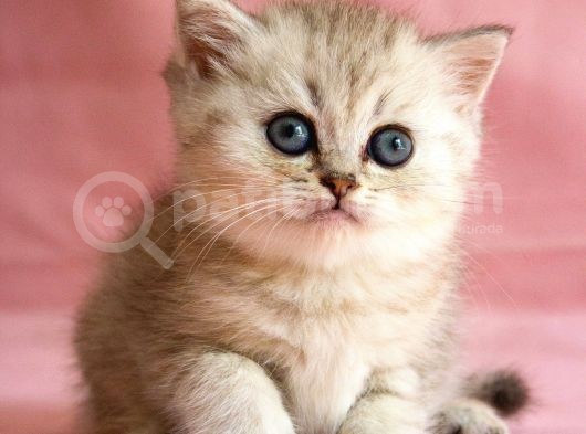 British Silver Point Short Hair Yavrularimiz görsel