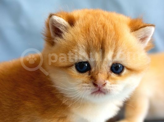 British Golden Ny12 Short Hair Yavrularimiz görsel