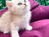 British Silver Point Short Hair Yavrularimiz