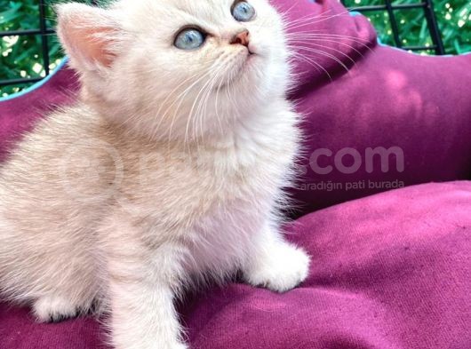 British Silver Point Short Hair Yavrularimiz görsel