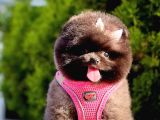 Safkan Teddy Face Pomeranian Boo Yavruları