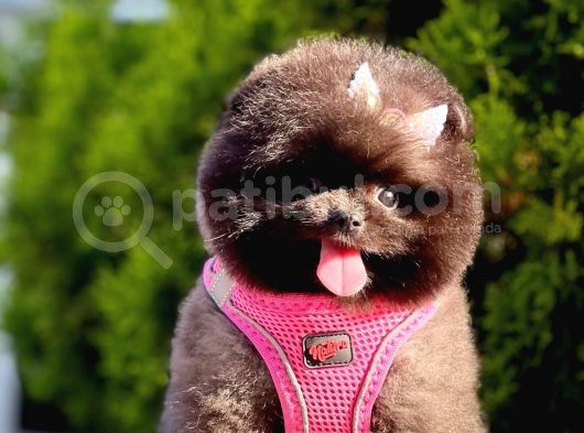 Safkan Teddy Face Pomeranian Boo Yavruları görsel