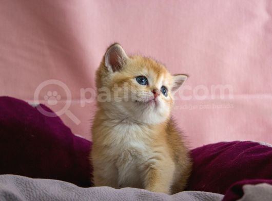 Üst Düzey Kali̇te British Golden Short Hair  Yavrularimiz görsel
