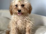 5 Aylık 1,6/2 Kg Kg Toy Poodle Dişi Yavrumuz