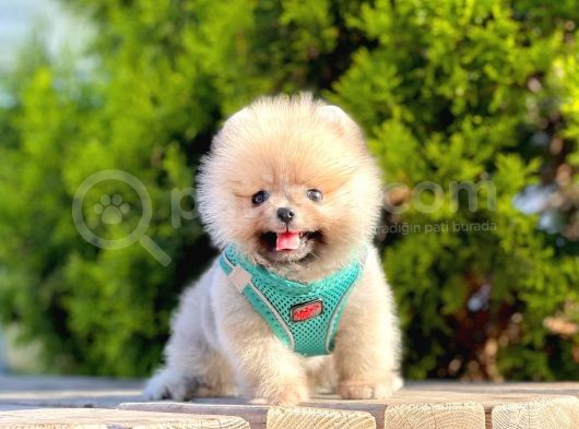 Safkan Teddy Face Pomeranian Boo Yavruları görsel