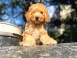 Toy Poodle Di̇şi̇ Erkek Bebekler