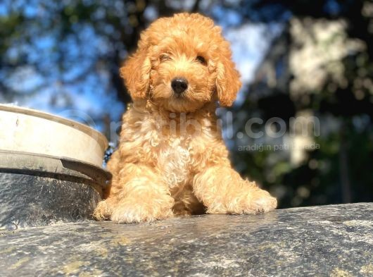 Toy Poodle Di̇şi̇ Erkek Bebekler