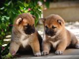 Shiba Inu Anne Baba Secereli Ped Eğitimli Yavrular