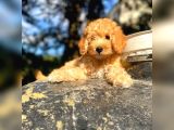 Toy Poodle Di̇şi̇ Erkek Bebekler