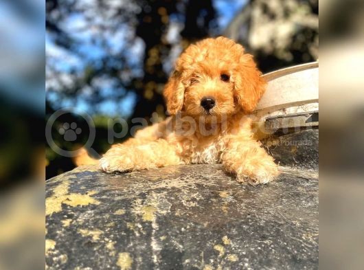 Toy Poodle Di̇şi̇ Erkek Bebekler görsel